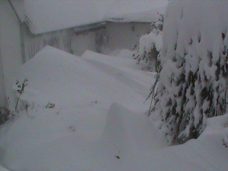 Billeder af sne - massere af sne -! - 3) Ude i vores have! billede 3