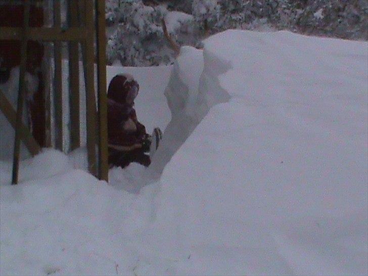 Billeder af sne - massere af sne -! - 12) Mig der sidder nede ved kaninburet og fryser xD! billede 12