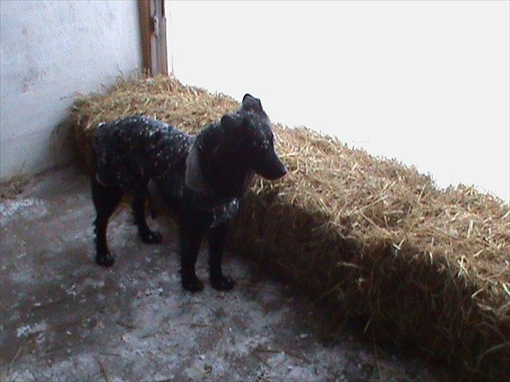 Billeder af sne - massere af sne -! - 15) Vores dejlige hund Shiba, der hygger i stalden med "dækken" på :). billede 15