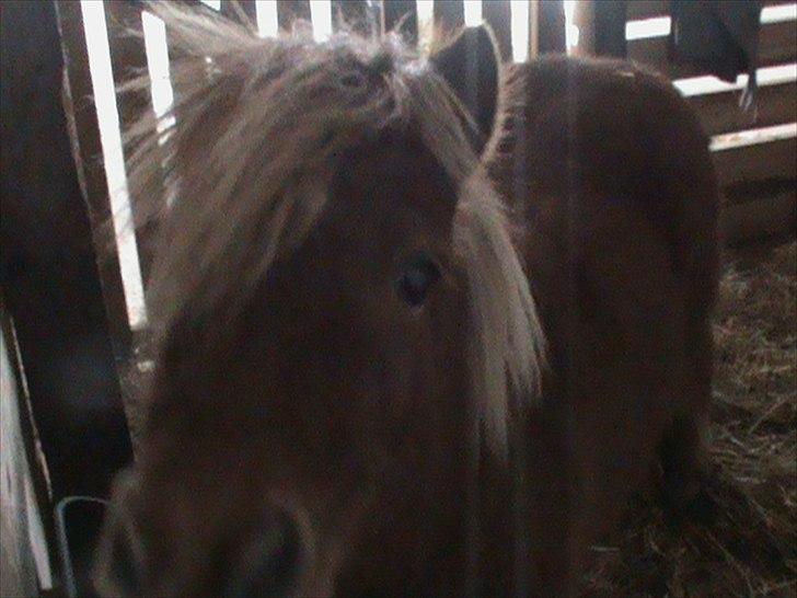 Billeder af sne - massere af sne -! - 16) Sysse laver hundeøjne inde i stalden <3<3<3. billede 16