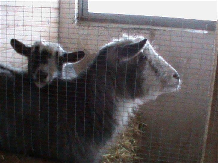 Billeder af sne - massere af sne -! - 17) Mulle & Gumle hygger i stalden! Gumle: "Uhhh ha hvor jeg dog fryser!" Mulle: "Også mig søs, også mig!" JA ha, ha de var så søde og snaksagelige! c(: billede 17