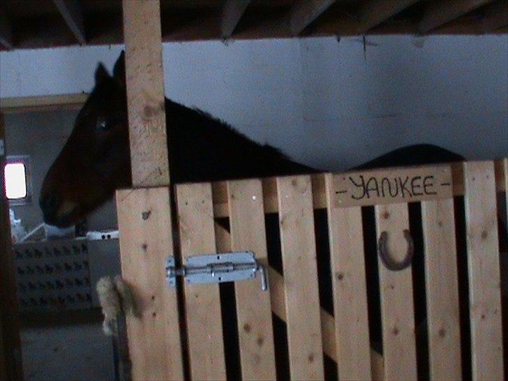 Billeder af sne - massere af sne -! - 18) Yankee hygger i stalden <3. billede 18