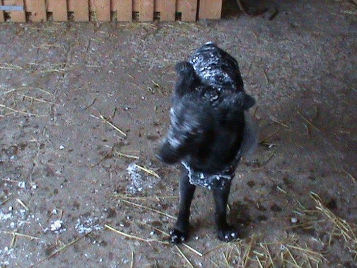 Billeder af sne - massere af sne -! - 21) Smukke Shiba er blevet hvid xD! billede 21