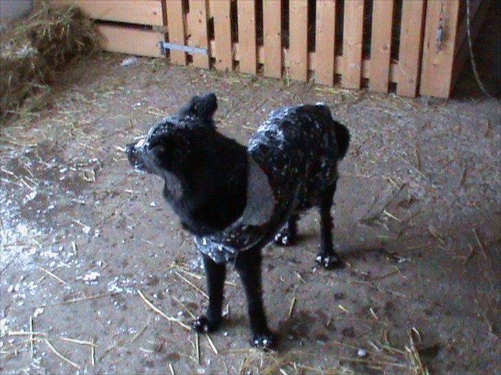 Billeder af sne - massere af sne -! - 22) Shiba kigger ud i sne-vejret c(; billede 22