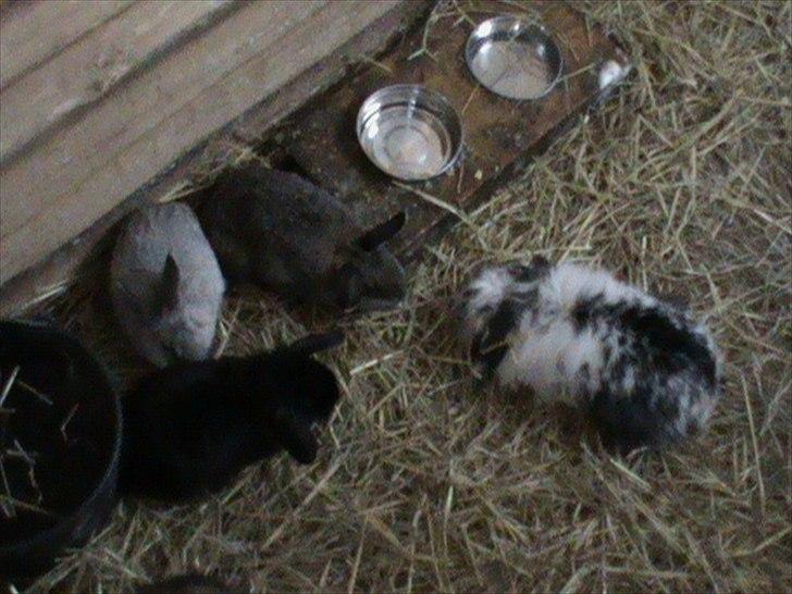 Billeder af sne - massere af sne -! - 23) Kaninerne hygger i den varme stald! billede 23