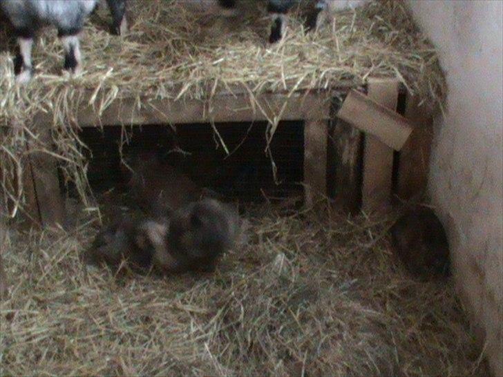 Billeder af sne - massere af sne -! - 24) "Lidt mution skal vi jo ha'!" siger den ene kanin til den anden :). billede 24