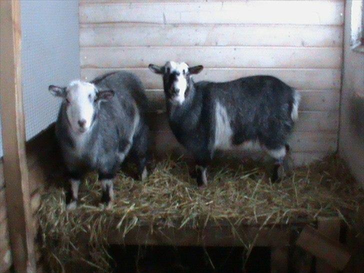 Billeder af sne - massere af sne -! - 25) Mulle & Gumle hygger også i den varme stald! <3. billede 25