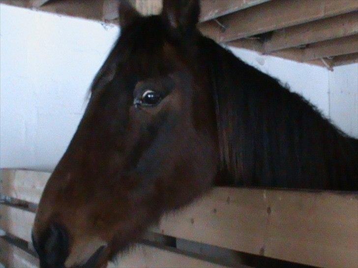 Billeder af sne - massere af sne -! - 26) Nurhhh Yankee! (: billede 26