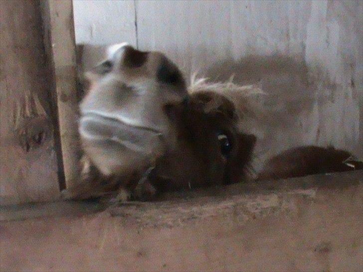 Billeder af sne - massere af sne -! - 27) Sysse's lækre mule! <3. billede 27