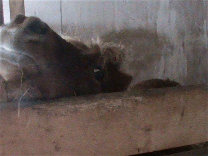 Billeder af sne - massere af sne -! - 28) Sysse's  lækre mule igen <3. billede 28