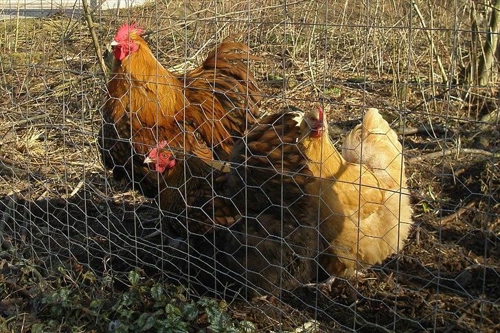 Mine høns og kyllinger billede 13