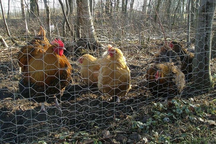 Mine høns og kyllinger billede 14