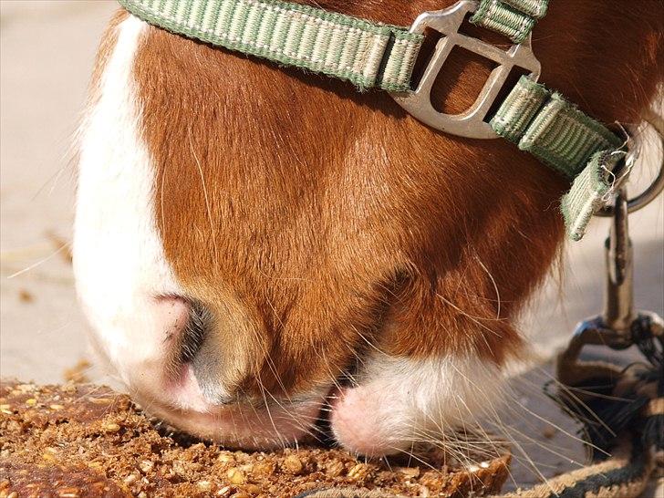 Cava 1 år - "lagkage" billede 2