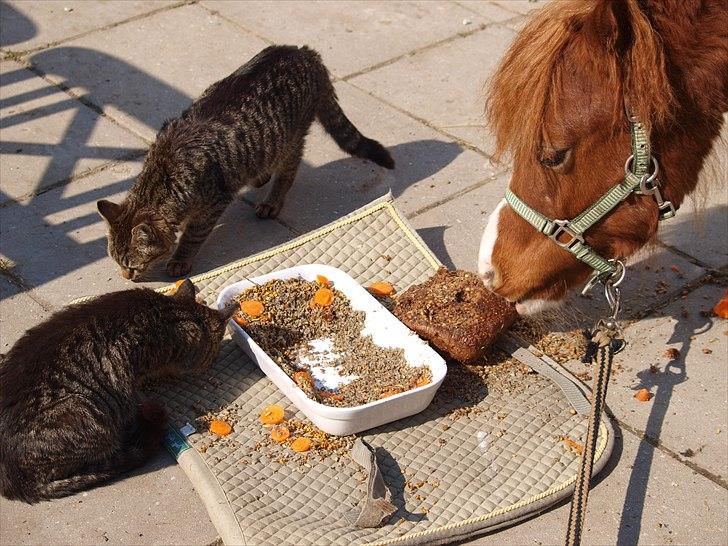 Cava 1 år - "lagkage" billede 4