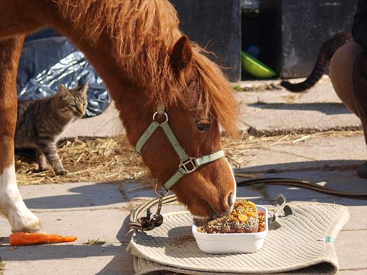 Cava 1 år - "lagkage" billede 6