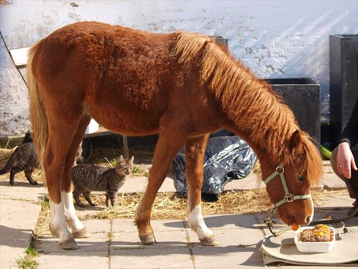 Cava 1 år - "lagkage" billede 8