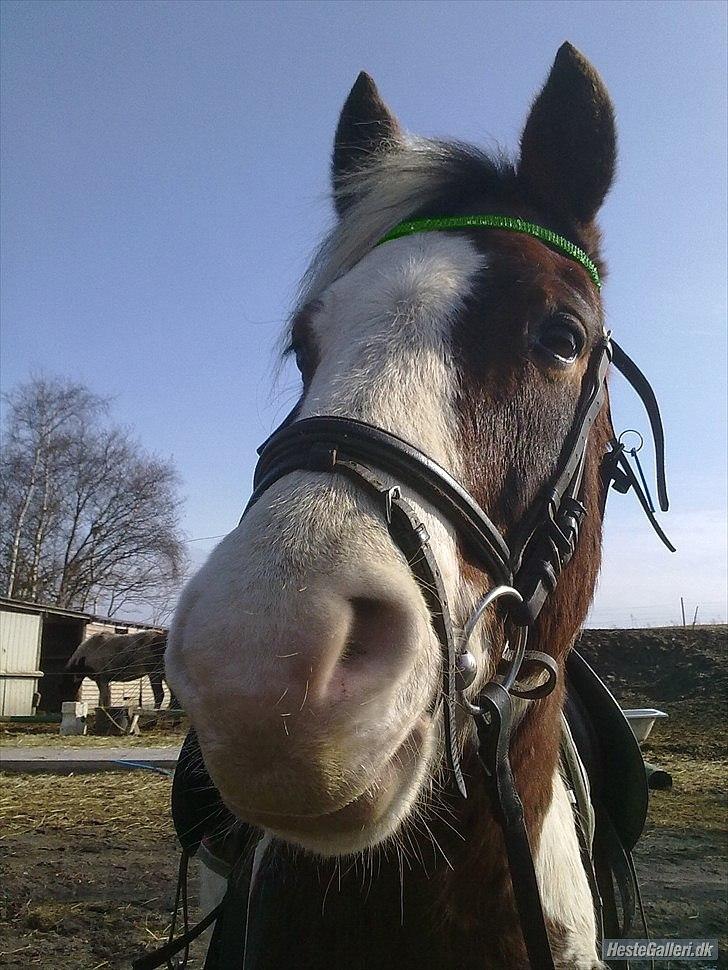 PhotoFiltre Billeder billede 39