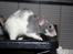 Mine andre piger - Totterne - Snowie - Russian Blue Varigated m. headspot Dumbo hun - Alder ukendt