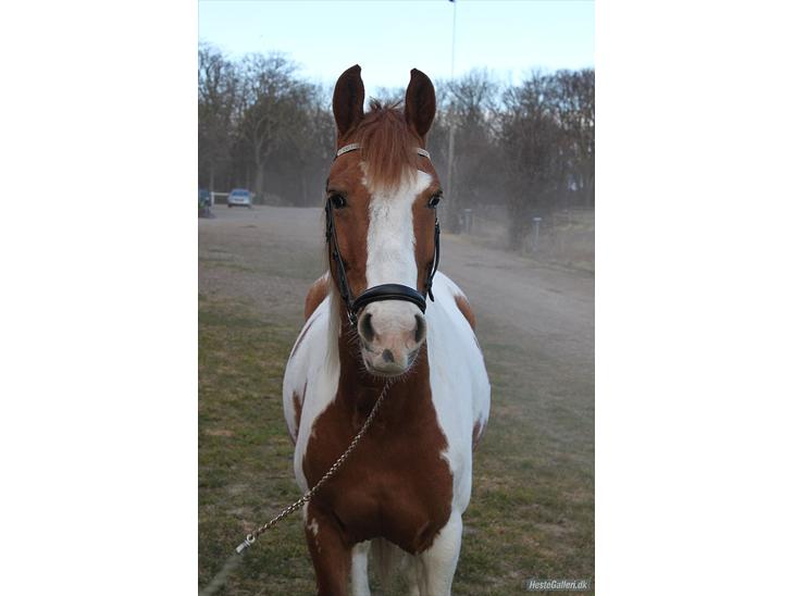 {{currentPhoto.altText}} billede {{currentPhoto.number}}