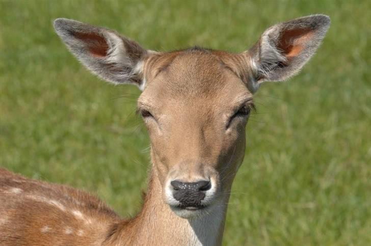 Vilde dyr :D <33 billede 1