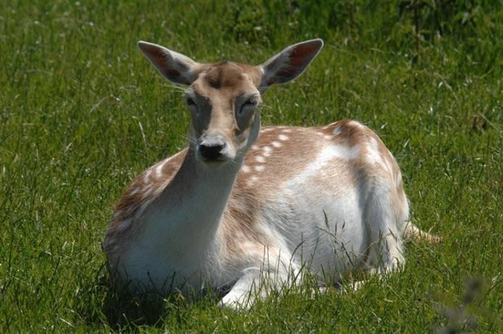 Vilde dyr :D <33 billede 2