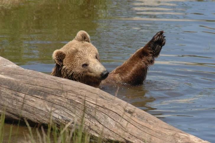 Vilde dyr :D <33 billede 3