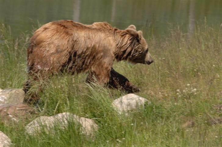 Vilde dyr :D <33 billede 4