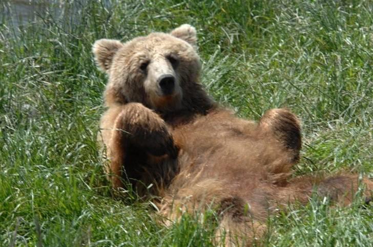 Vilde dyr :D <33 billede 5