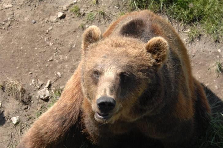 Vilde dyr :D <33 billede 6