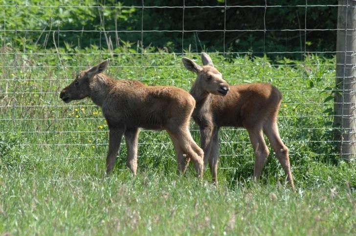 Vilde dyr :D <33 billede 7