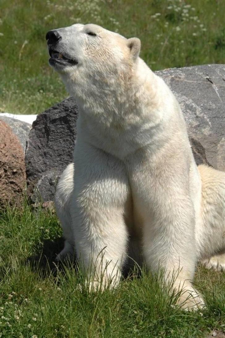 Vilde dyr :D <33 billede 8