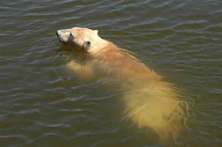 Vilde dyr :D <33 billede 9