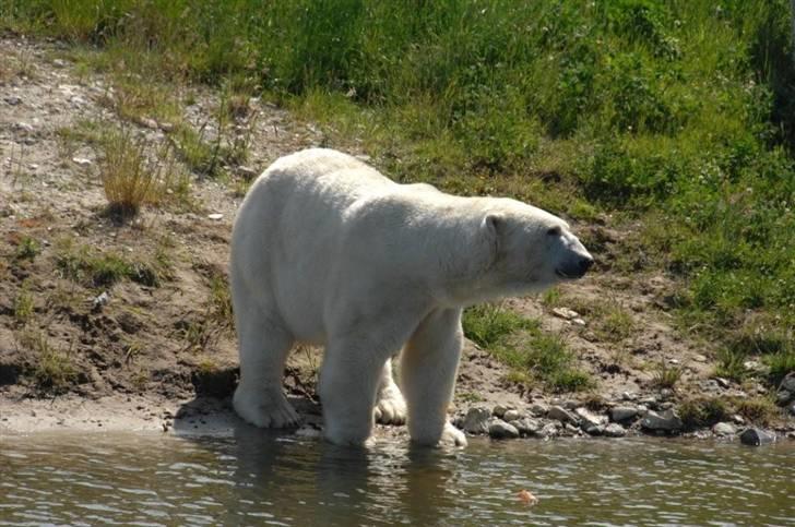 Vilde dyr :D <33 billede 10