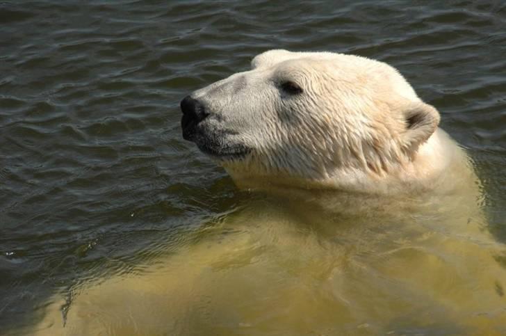 Vilde dyr :D <33 billede 11