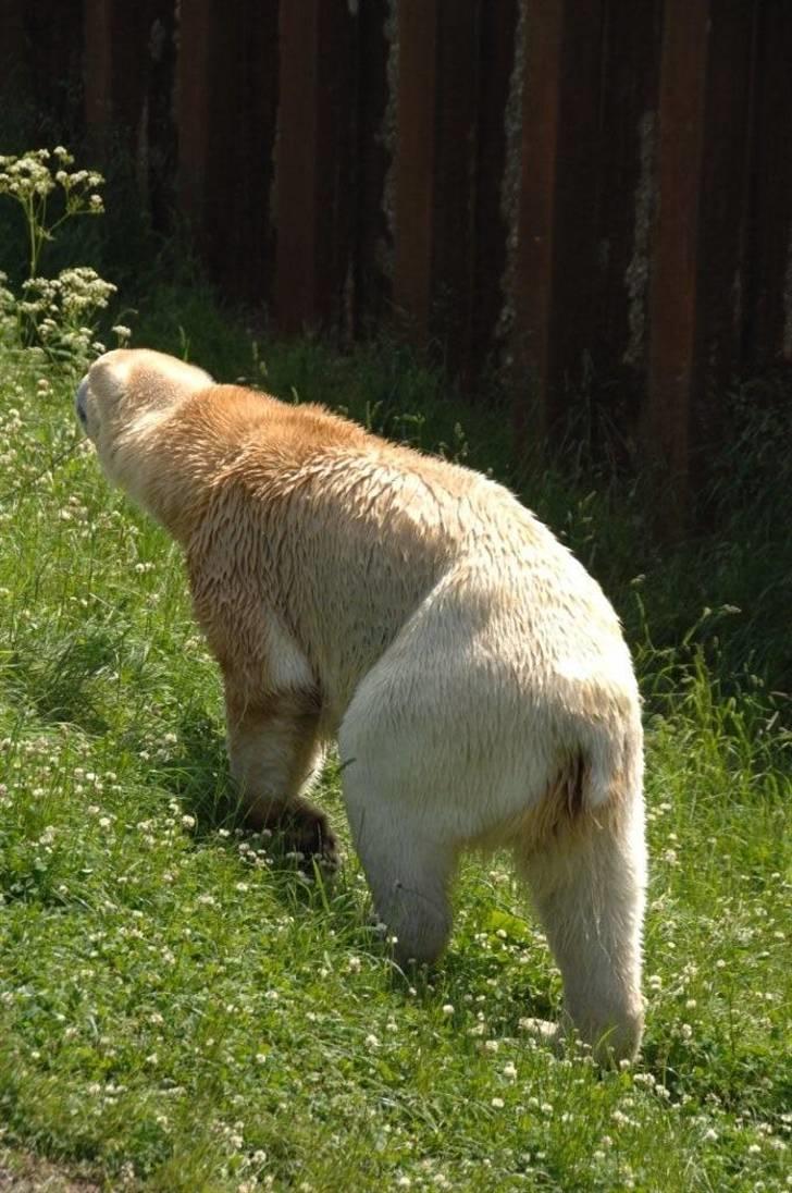 Vilde dyr :D <33 billede 12