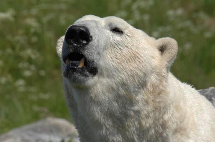 Vilde dyr :D <33 billede 13