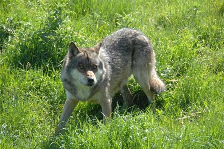 Vilde dyr :D <33 billede 14