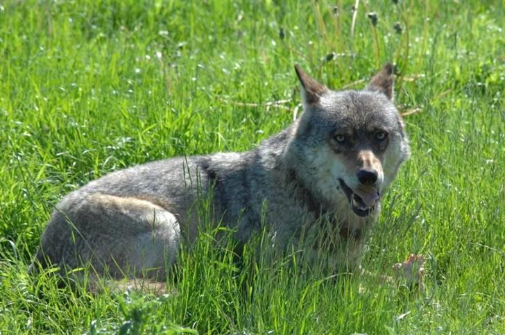 Vilde dyr :D <33 billede 15