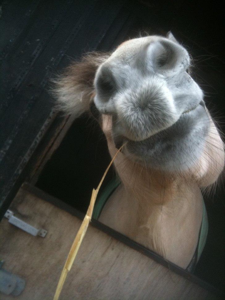 Lille- Klaus billede 7