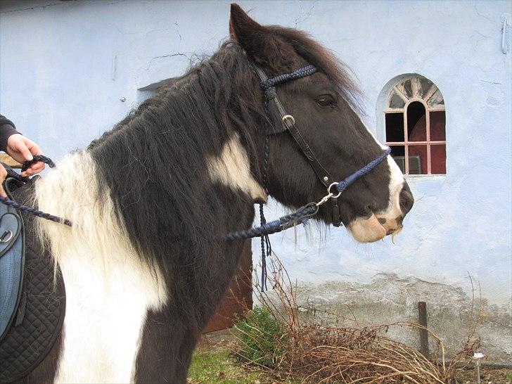 Mit nye hovedtøj uden hest. Barefoot Amber "Sidepull" billede 12