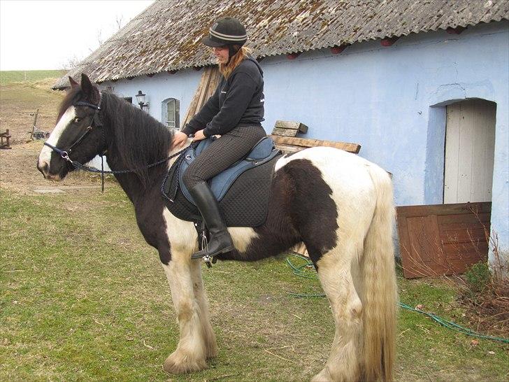 Mit nye hovedtøj uden hest. Barefoot Amber "Sidepull" billede 13