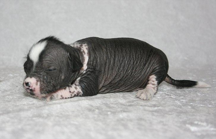 Kinesisk hårløs hvalpe billede 1