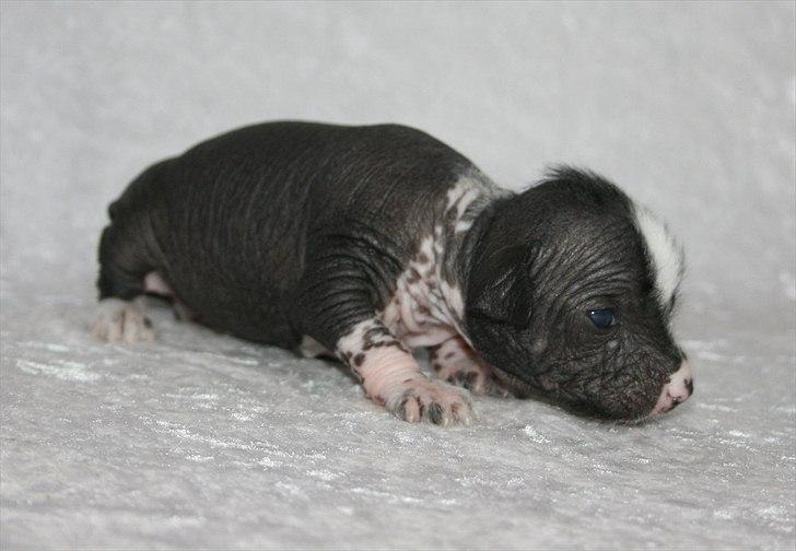 Kinesisk hårløs hvalpe billede 2