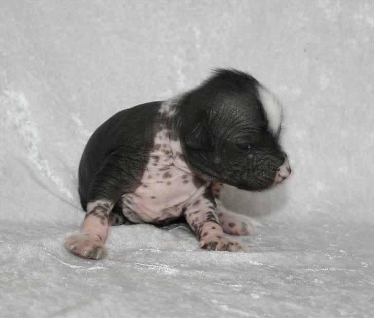 Kinesisk hårløs hvalpe billede 3