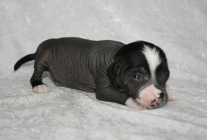 Kinesisk hårløs hvalpe billede 4