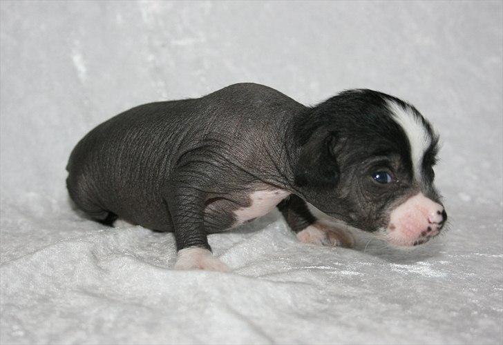 Kinesisk hårløs hvalpe billede 5