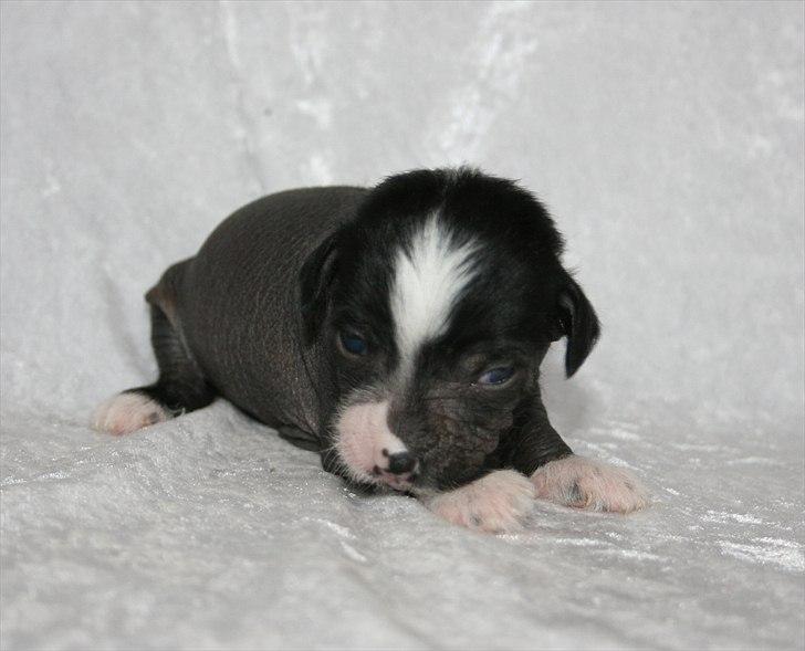 Kinesisk hårløs hvalpe billede 6