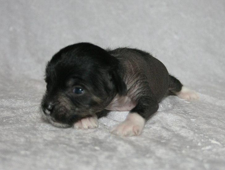Kinesisk hårløs hvalpe billede 7