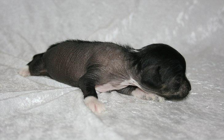 Kinesisk hårløs hvalpe billede 8