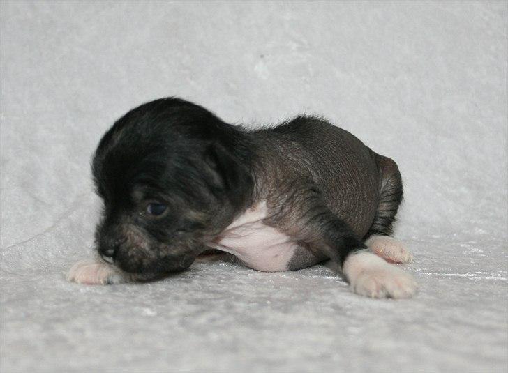 Kinesisk hårløs hvalpe billede 9